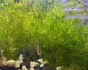 Guarantee Healthy guppy grass. 8-10 long sterns( full snack size zip lock )