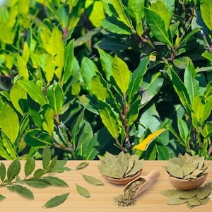 May include: Fresh green bay leaves and dried bay leaves in wooden bowls and a wooden scoop. The background features a lush green bay laurel plant. The image showcases the leaves in various forms, highlighting their natural color and texture.