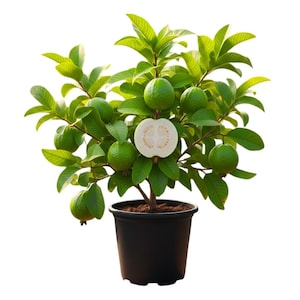 May include: A guava tree in a black pot, bearing green guavas and lush green leaves. One guava is cut open, revealing the white flesh and seeds. The plant is set against a white background.
