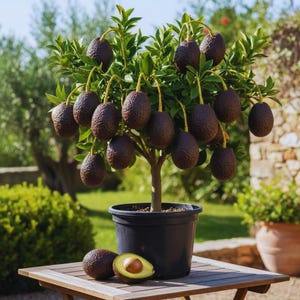 Avocado Plant Pot - Etsy