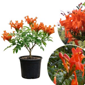 best fertilizer for monstera Organic Monstera Plant Food  The Grow Co