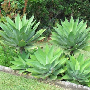 May include: A cluster of large, green agave plants with spiky leaves. The plants are in a garden setting with green grass and other foliage in the background. The agave plants are a vibrant green color.
