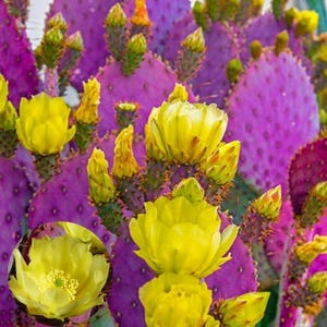 May include: Close-up of a vibrant purple prickly pear cactus with bright yellow flowers in full bloom. The cactus pads are covered in small green buds and spines. The image showcases the beauty of desert flora.