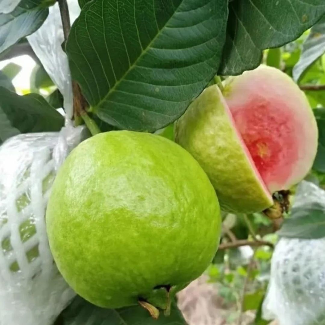Guava Rosa Pink Guava Tree Live Plant, Sweet Edible Fruit - Etsy