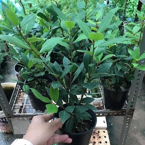 May include: Several potted bay laurel plants with vibrant green leaves. The plants are in black plastic pots, some on a metal shelf. The leaves are a deep green color, with a few new light green leaves.