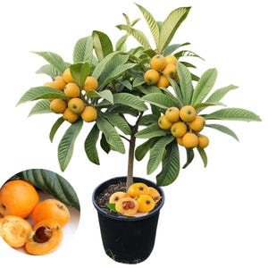 Golden Loquat Tree Live Plant in Pot, 7-10'' Tall, Sweet Tropical Fruit