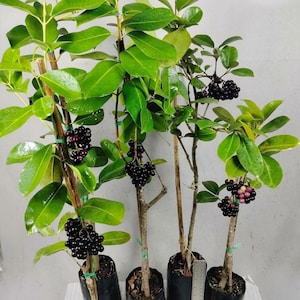 May include: Four potted plants with glossy green leaves and clusters of small, round, dark purple to black berries. Each plant is supported by a thin wooden stake and secured with green ties, growing in black plastic nursery bags.
