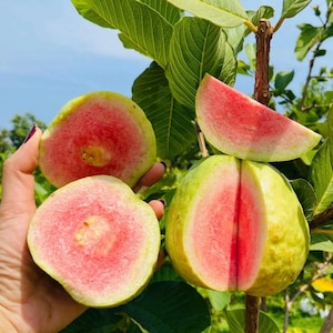 May include: Close-up of several guavas, some halved to reveal the vibrant pink flesh. The outer skin is a mix of green and yellow. The image is set against a backdrop of green leaves and a blue sky, highlighting the fresh produce.