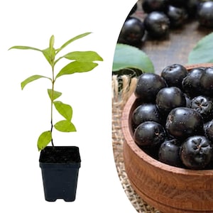 May include: A young green plant with slender leaves growing in a small black square plastic pot, positioned next to a wooden bowl filled with numerous round, dark purple to black berries, some of which are scattered nearby on a textured surface.