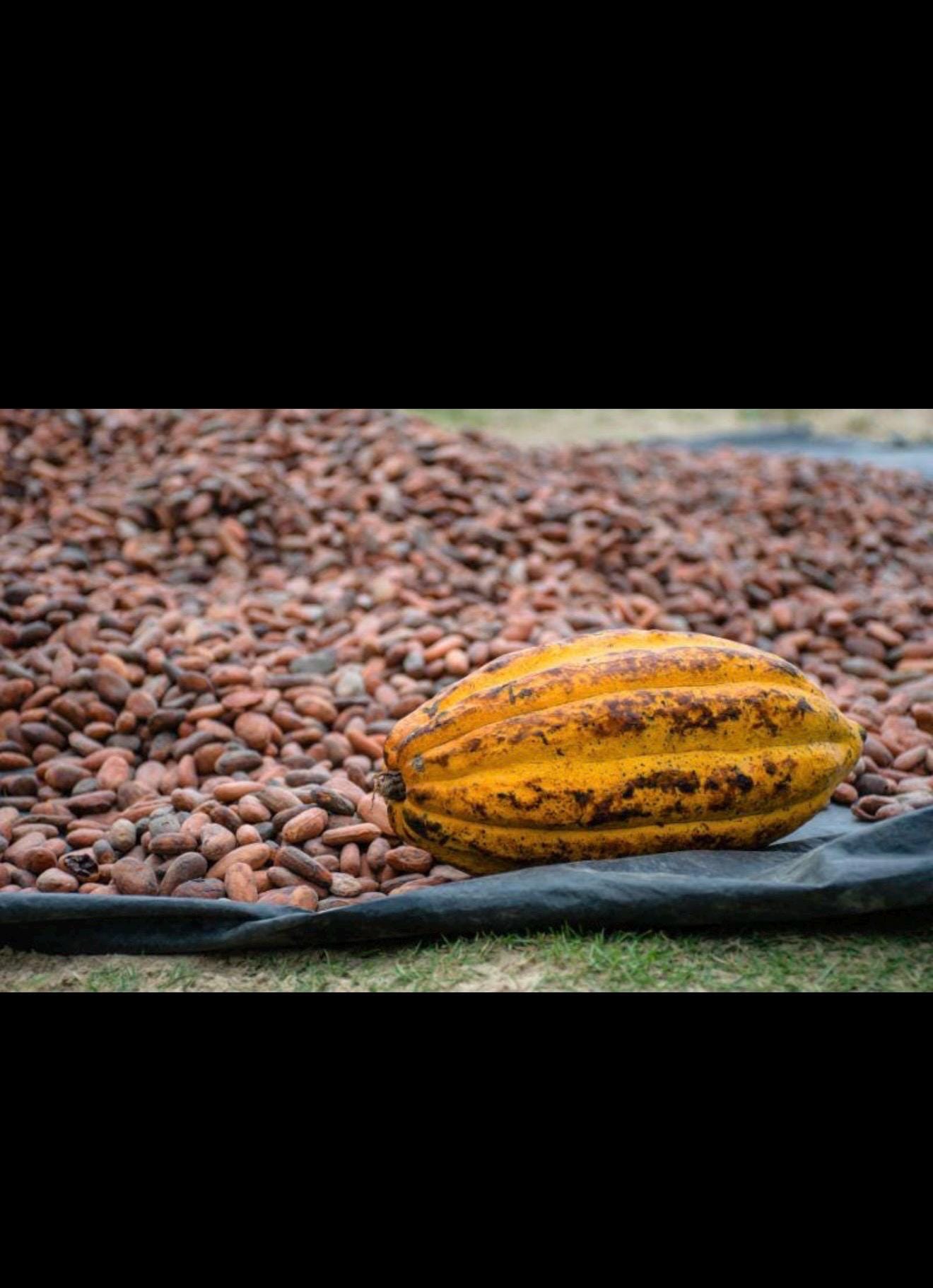 Cacao seeds - Etsy 日本