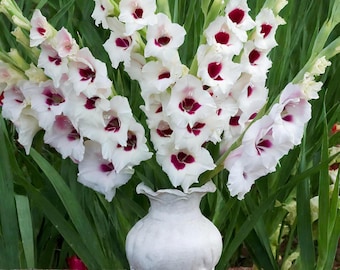 Bulbos de gladiolos Fiorentina para plantar en primavera (paquete de 30)