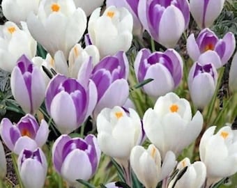Blue Moon Mix Krokus Zwiebeln Blau Lila Frühlingsblumen 20er Pack