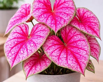 Roze Caladium-ponybollen, verpakking van 10 tropische schaduwtuinplanten