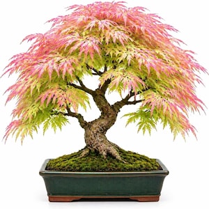 May include: A bonsai tree with vibrant pink and yellow leaves. The tree's trunk is a dark brown, and it sits in a dark green rectangular pot filled with green moss. The bonsai is a miniature tree, a form of living art.