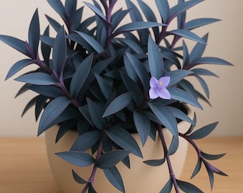 Blue Mirage Tradescantia żywe sadzonki, 4 sztuki, 3–4 cale