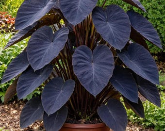 Colocasia, pianta tropicale con fogliame ornamentale, nota anche come "orecchie d'elefante nere" (Black Magic Elephant Ear Bulb),