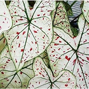 Canneberge étoilé Caladium Bulbe Feuille fantaisie Plante tropicale