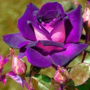 May include: A close-up of a vibrant purple rose in full bloom, with a soft pink center. The petals display a gradient of colors, from deep purple edges to a lighter pink hue in the middle. Several unopened buds and green leaves are also visible.