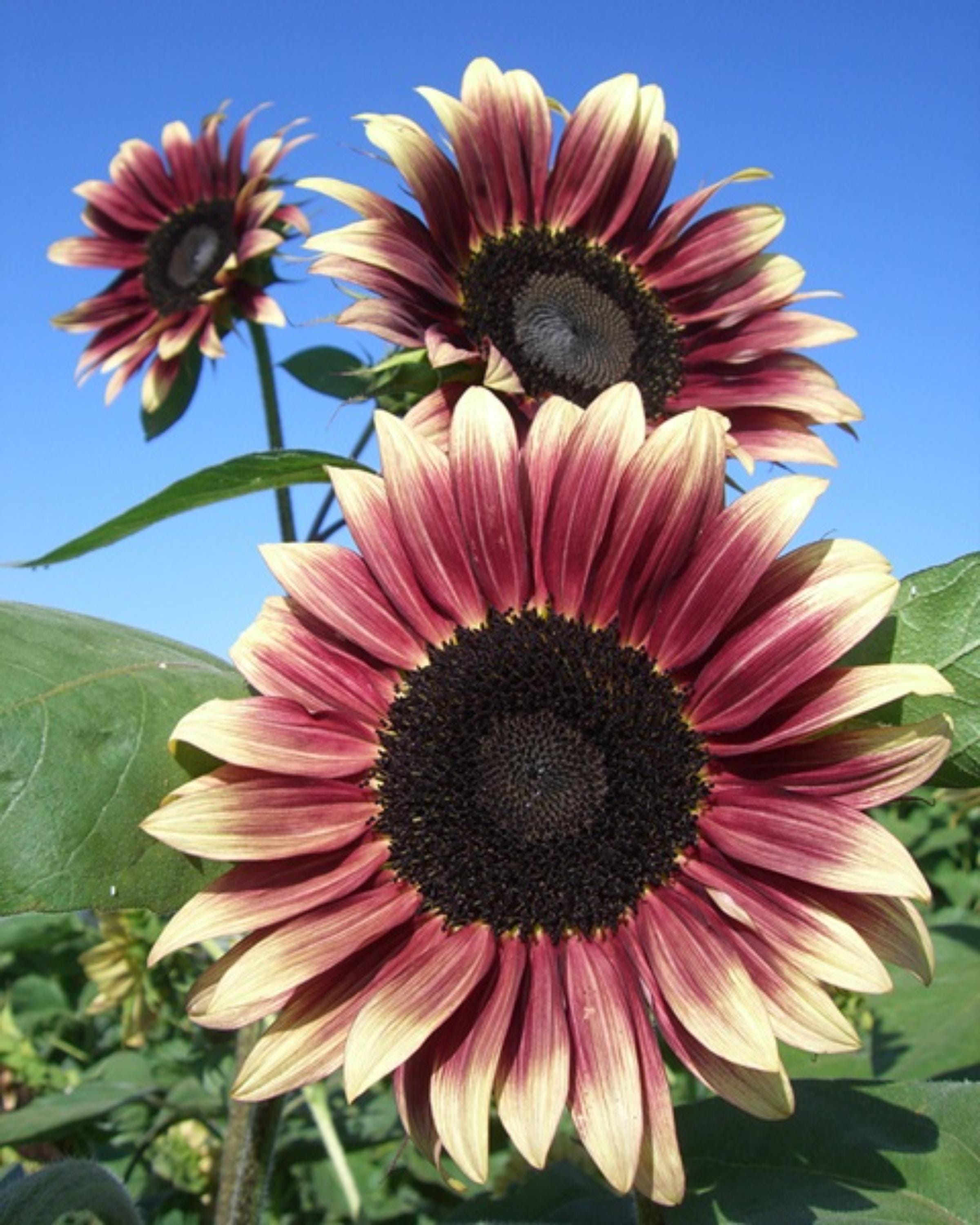 Dwarf Variegated Sunflower Seeds, Multicolor Mini Blooms, Compact ...