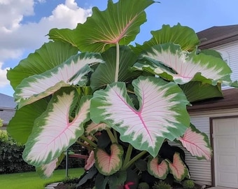 Pacote com 3 Bulbos de Colocasia Gigante Orelha de Elefante (Planta Tropical)