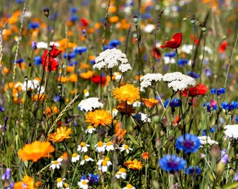 Puede incluir: Un vibrante campo de flores silvestres en plena floración, mostrando una diversa gama de colores. La imagen presenta amapolas rojas, milenrama blanca, margaritas amarillas y naranjas y acianos azules, creando una escena animada y natural.
