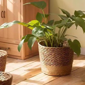 May include: A houseplant with large green leaves in a woven basket planter. The basket is made of natural fibres and has a textured appearance. The plant is indoors, with a wooden cabinet and floor in the background.