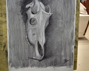 Longhorn Skull. Charcoal Drawing: Anatomical Study Artwork (18 x 24 inches)