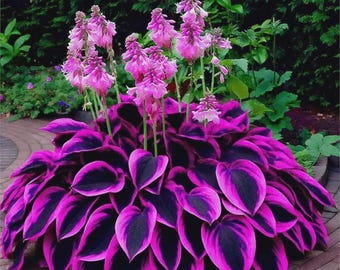 Oltre 390 semi di fiori di Hosta rosa: piante da giardino perenni amanti dell'ombra