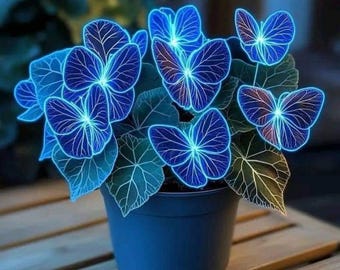 Oltre 500 semi di petunia Night Sky – Fiori nani stellati, fiori antichi non OGM per giardini e contenitori
