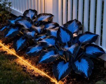 Oltre 290 semi rari di Hosta blu e nera: pianta perenne non OGM per giardini e sentieri ombreggiati