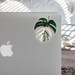 Variegated Monstera Albo Borsigiana Clear Sticker - Rare Variegated Leaf Pattern - Exotic Plant Laptop Clear Decal - Monstera Clear Decal 