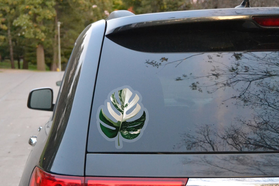 Large Car Decal Variegated Monstera Albo Borsigiana Clear Vinyl - Rare ...
