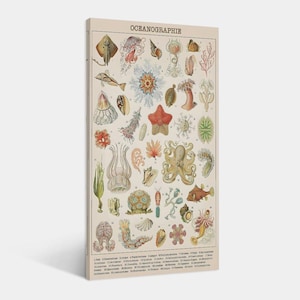 Può includere: Una stampa in stile vintage intitolata "OCEANOGRAPHIE" con varie illustrazioni di vita marina. L'opera presenta raffigurazioni colorate di stelle marine, meduse e altre creature marine, su uno sfondo color crema. La stampa è una tela rettangolare.