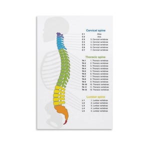 Human Spine Structure Canvas Print, Anatomy Art, Medical Decor - Etsy