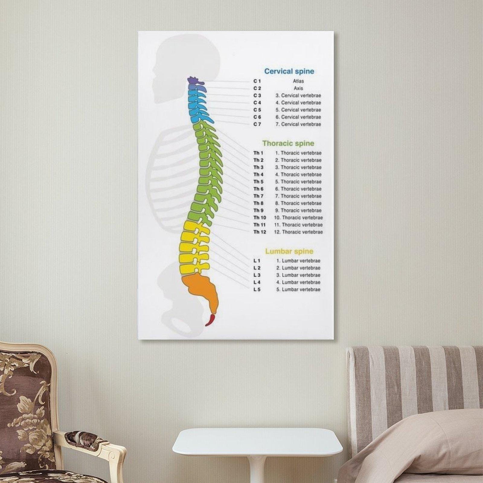 Human Spine Structure Canvas Print, Anatomy Art, Medical Decor - Etsy