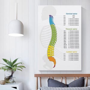 Human Spine Structure Canvas Print, Anatomy Art, Medical Decor - Etsy