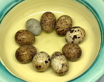 15 Coturnix Quail Craft Eggs