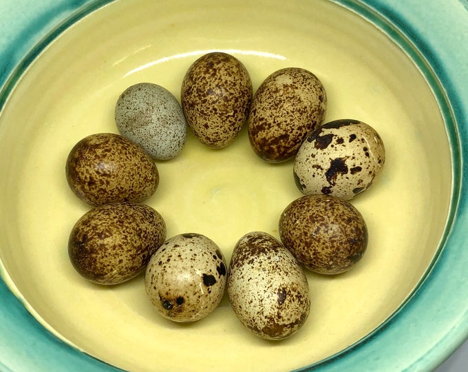 Featured listing image: 15 Coturnix Quail Craft Eggs