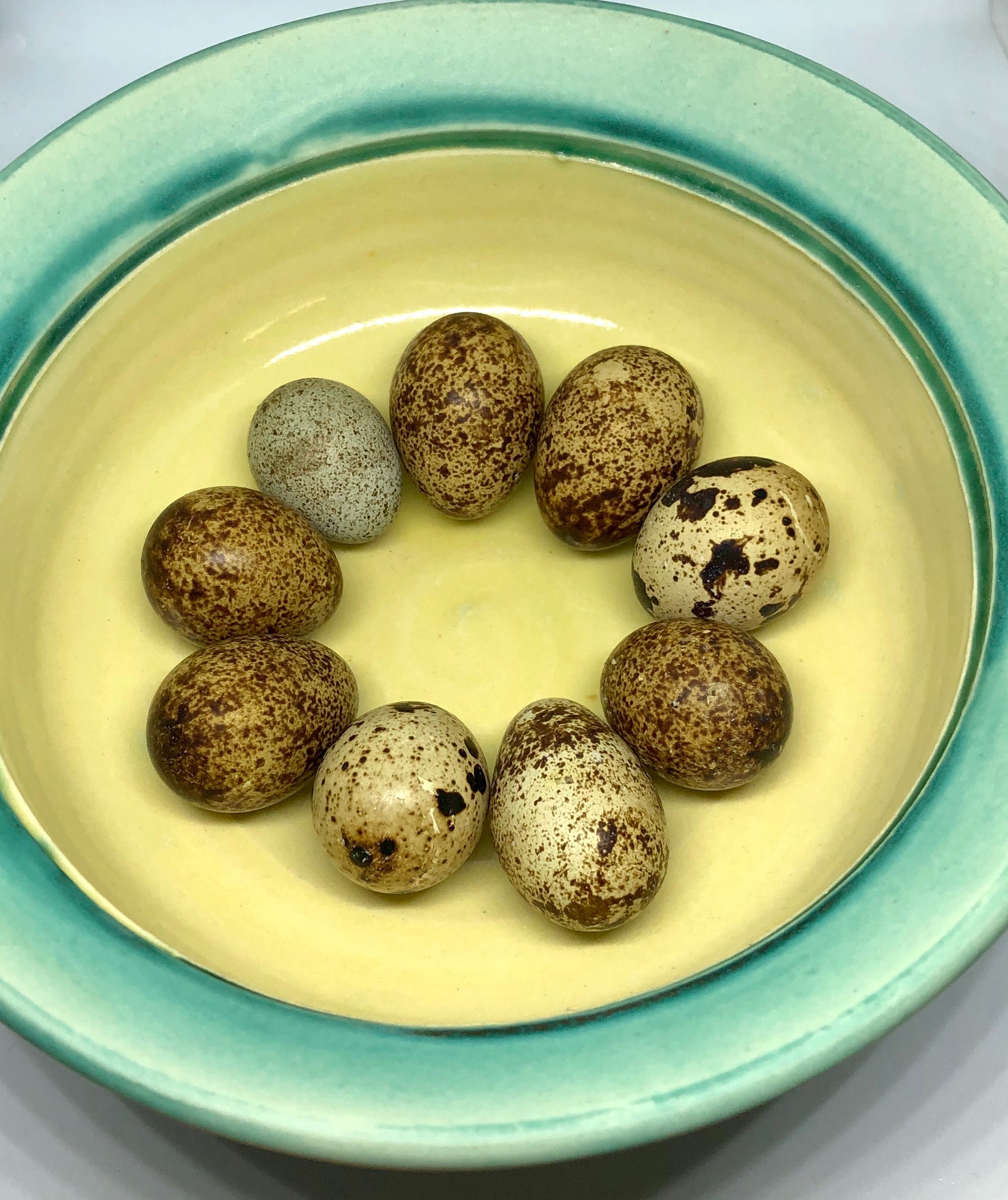 Coturnix Quail Egg