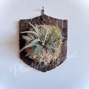 Extra-Large Cork Mount for Platycerium and Staghorn Fern (Metal-Free/Clean Look) - 13”x17” - Pointed Shield