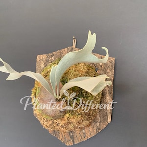 Large Cork Mount for Platycerium and Staghorn Fern (Metal-Free/Clean Look) - 10”x12” - Pointed Shield