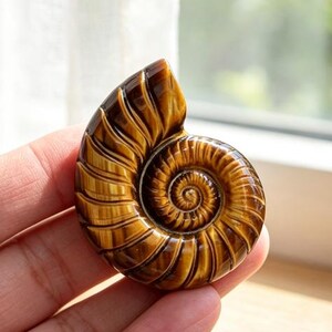 May include: A polished tiger's eye gemstone carved into the shape of a nautilus shell. The stone features a natural chatoyant luster with alternating bands of golden-brown and dark brown colors, showcasing a detailed spiral pattern and ridges.