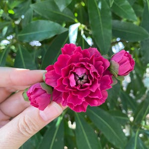 Puede incluir: Una vibrante flor magenta con pétalos ondulados, que presenta una gran flor central flanqueada por dos capullos más pequeños y cerrados. La flor muestra tonos rosa intenso y estructuras de pétalos en capas sobre un fondo de hojas verdes.