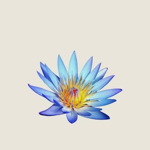 May include: A vibrant blue lotus flower with yellow and orange center. The petals are a gradient of blue, with darker tips. The flower is set against a neutral background, highlighting its natural beauty.