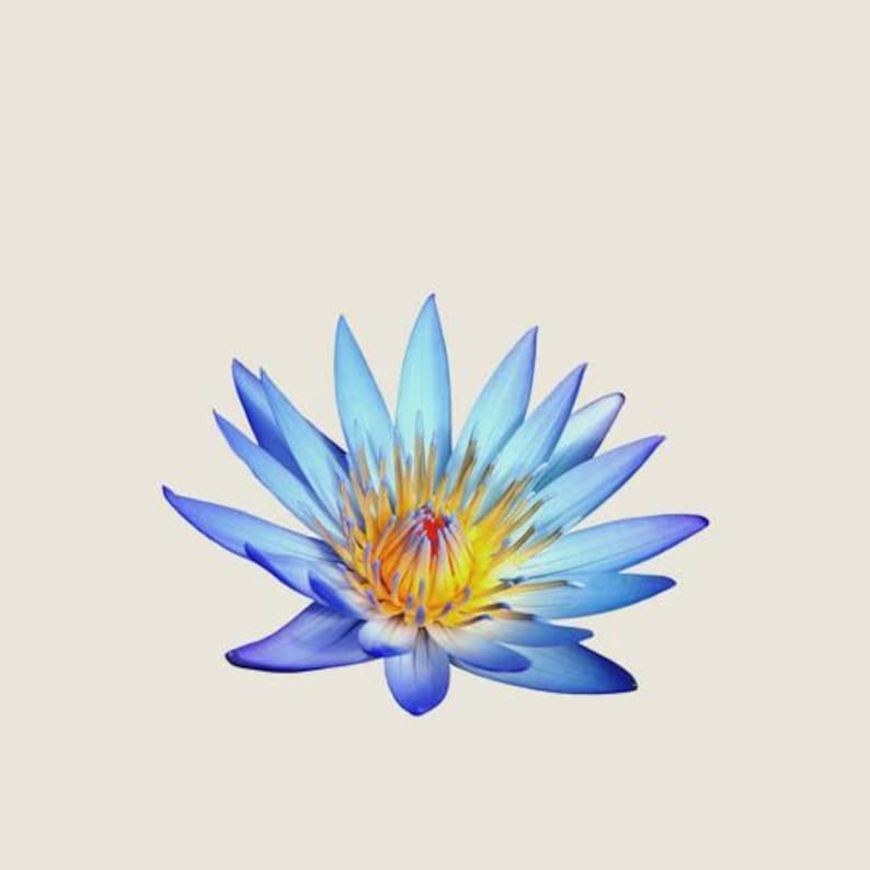 May include: A vibrant blue lotus flower with yellow and orange center. The petals are a gradient of blue, with darker tips. The flower is set against a neutral background, highlighting its natural beauty.