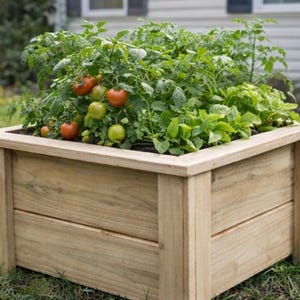 Puede incluir: Un huerto elevado de madera lleno de plantas de tomate con tomates verdes y rojos, y plantas de hojas verdes. La jardinera rectangular es de madera clara y se asienta sobre un césped.