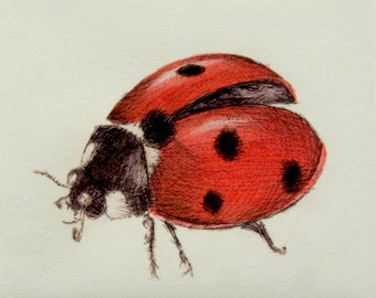 Ladybug print. Seven Spot Ladybird hand tinted drypoint print.