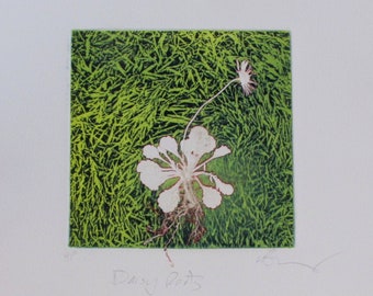 Daisy Roots. Photo etching with mono print. Hand printed.