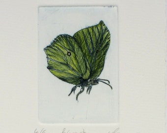 Drypoint Brimstone butterfly. Drypoint print with added watercolour.