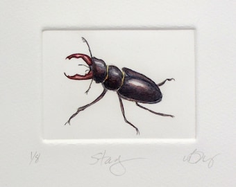 Stag Beetle. Hand tinted drypoint print